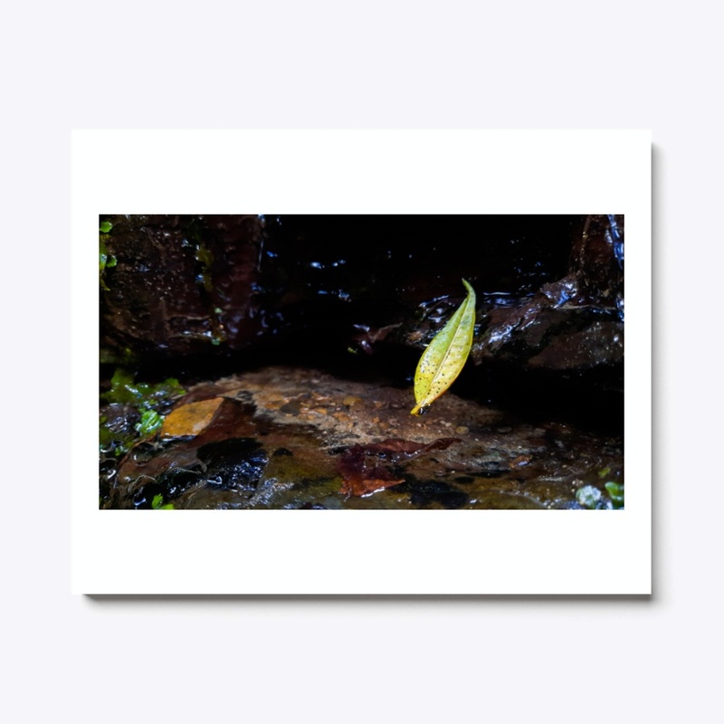 A Single drop, Single Leaf