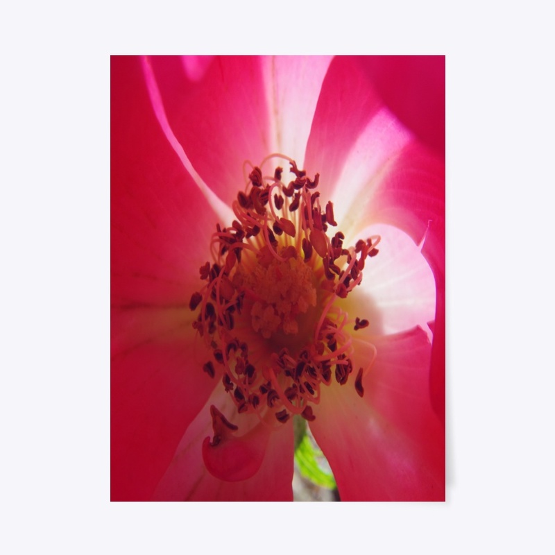 rose flower garden