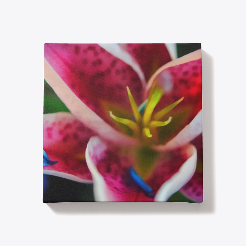 Blue Petals on a Pink and White Lily