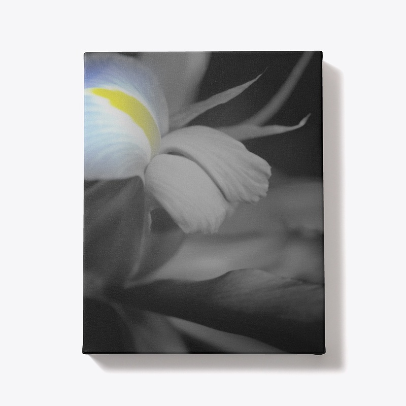 Black and White Iris