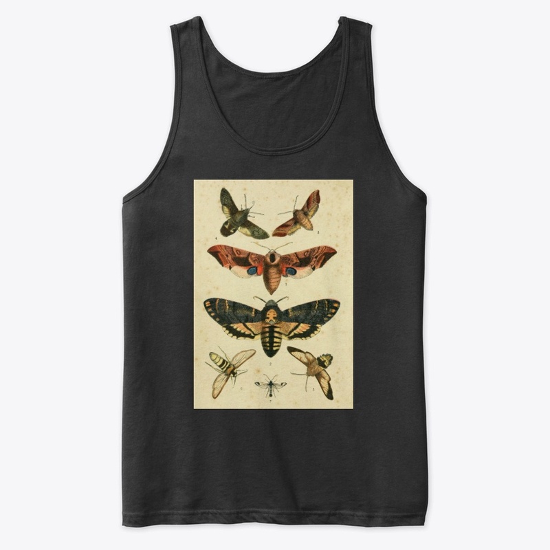 moths of england