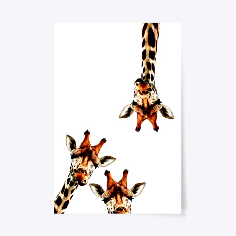 Giraffe Love 