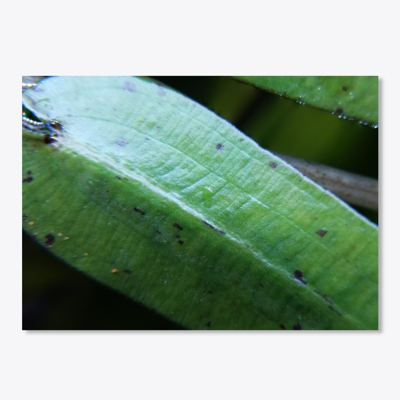 Aponogeton Robinsonii Floating Leaf!