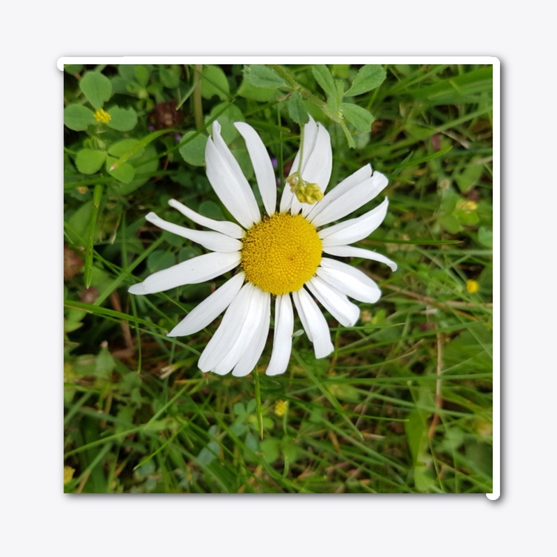 Daisy Collection