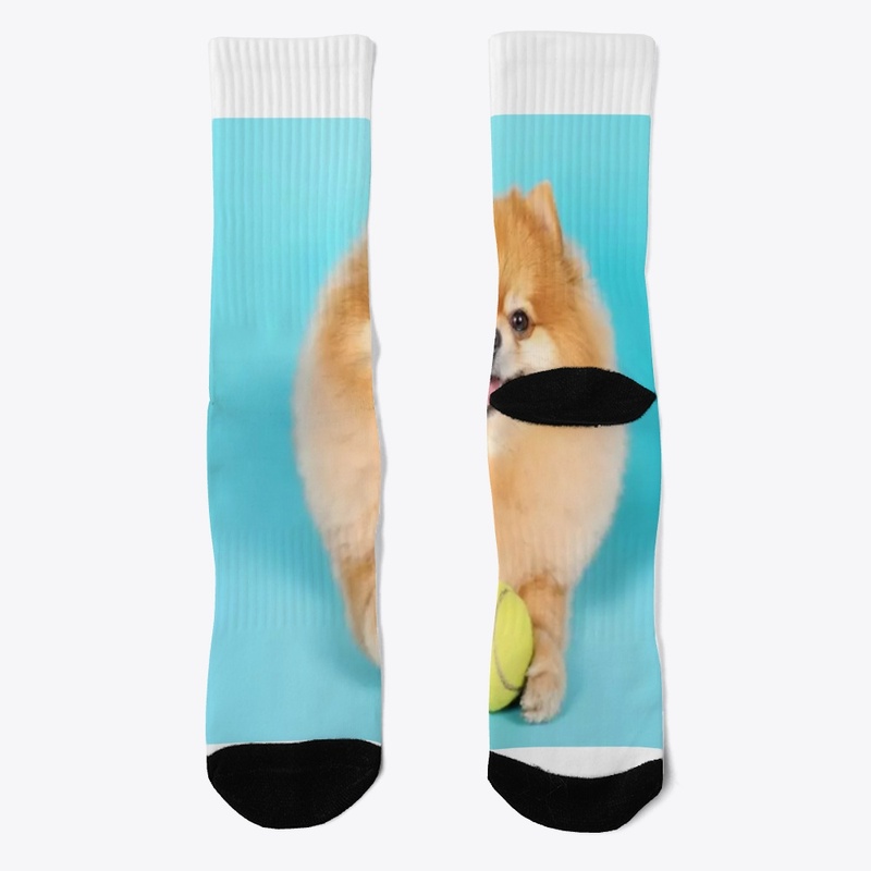 cute dog
