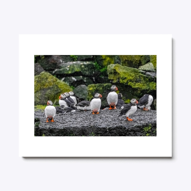 Puffins