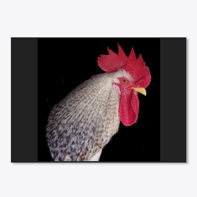 rooster2