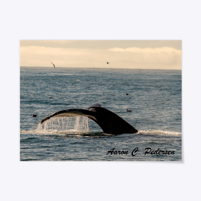 Humpback Whale