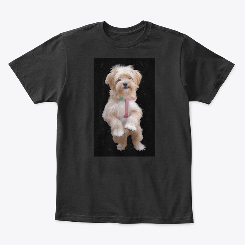cute yorkie chihuahua puppy