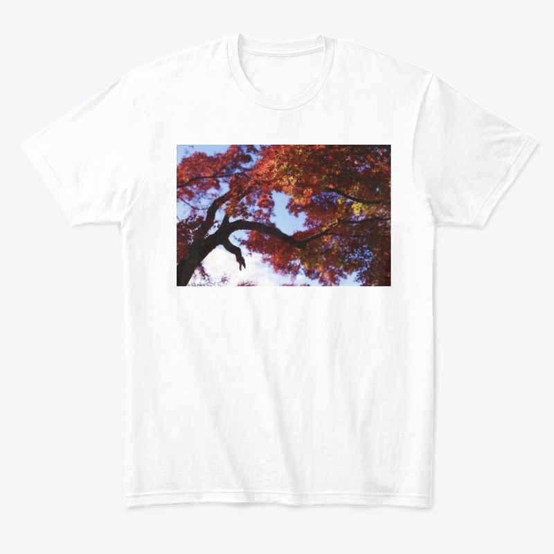 Japanese Maple at Autumn