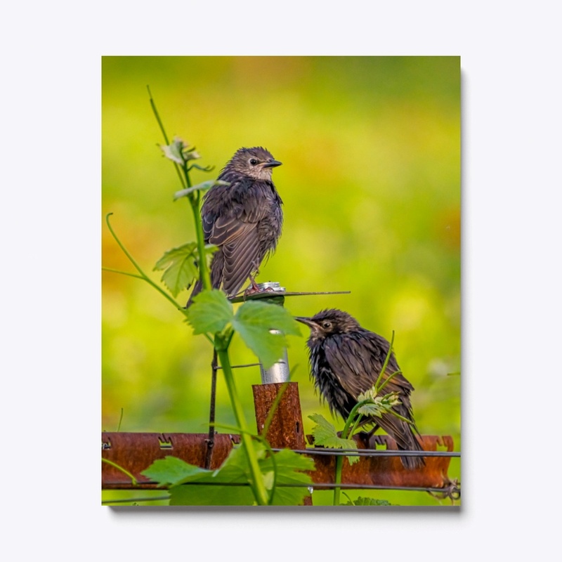 Starling