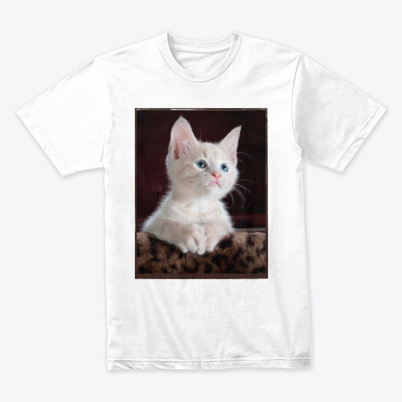 Cute little cat