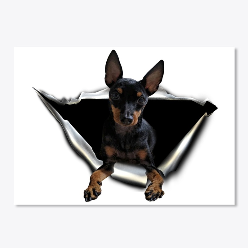 English Toy Terrier