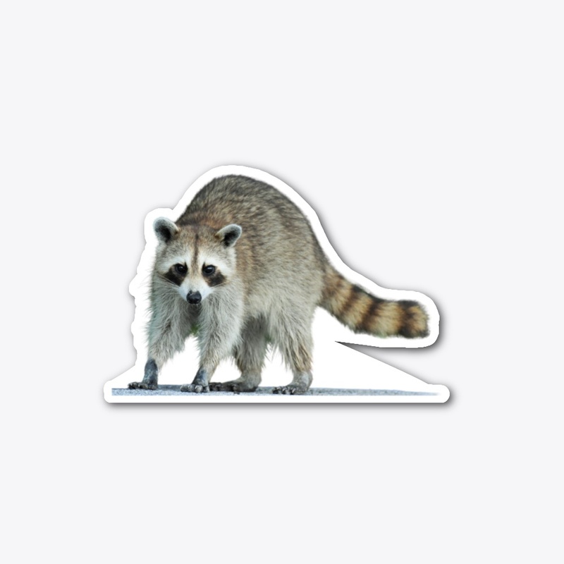 Standing Raccoon