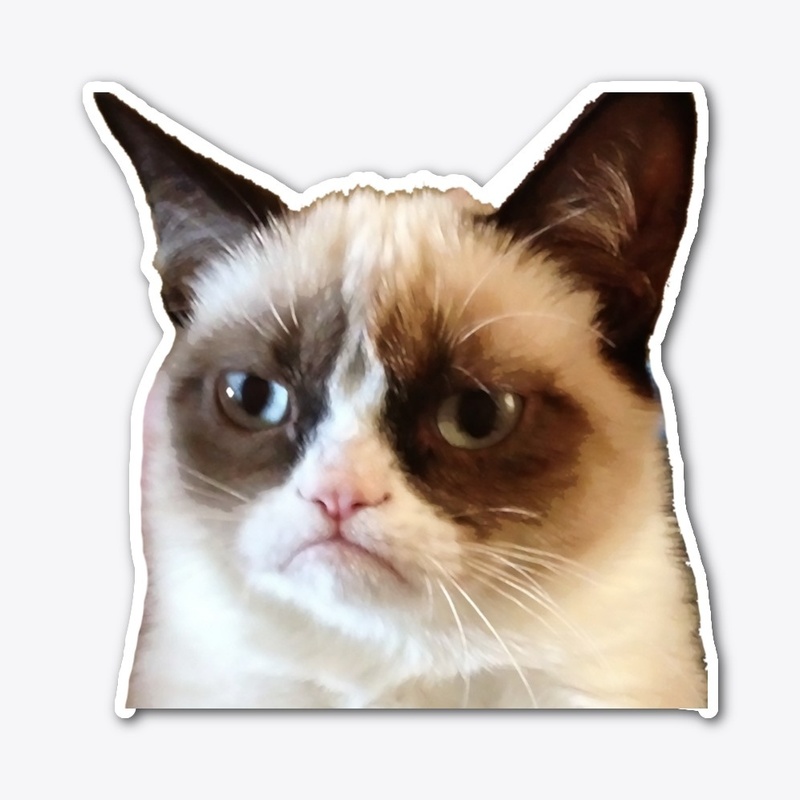 Cat no