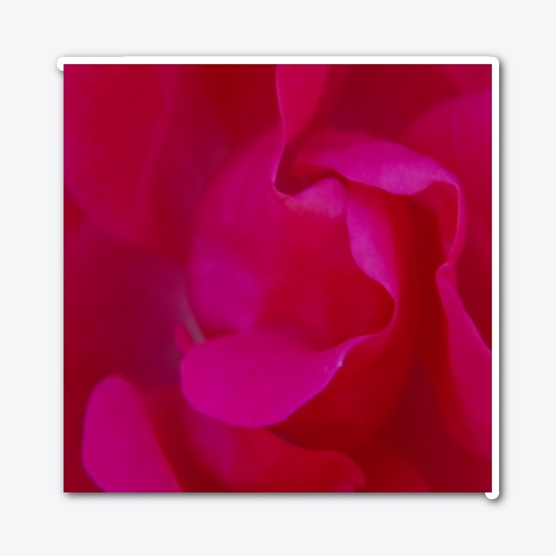 red rose macro