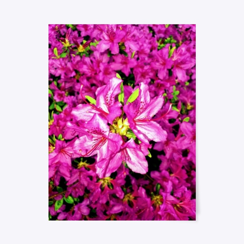 Azaleas at there best