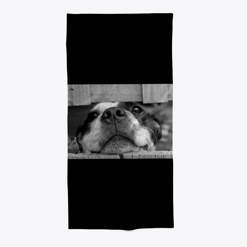 Lovely dog