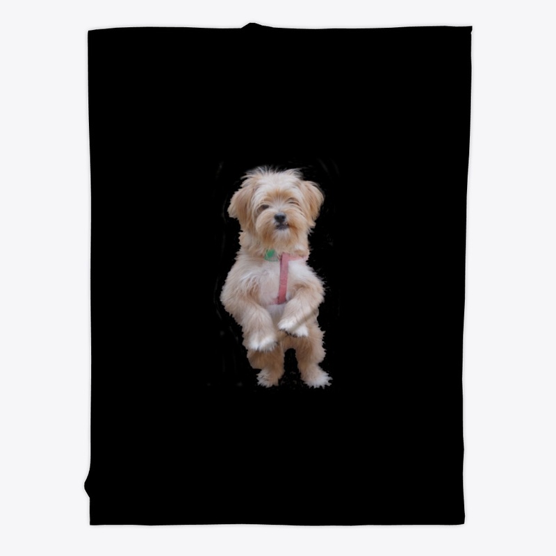 cute yorkie chihuahua puppy