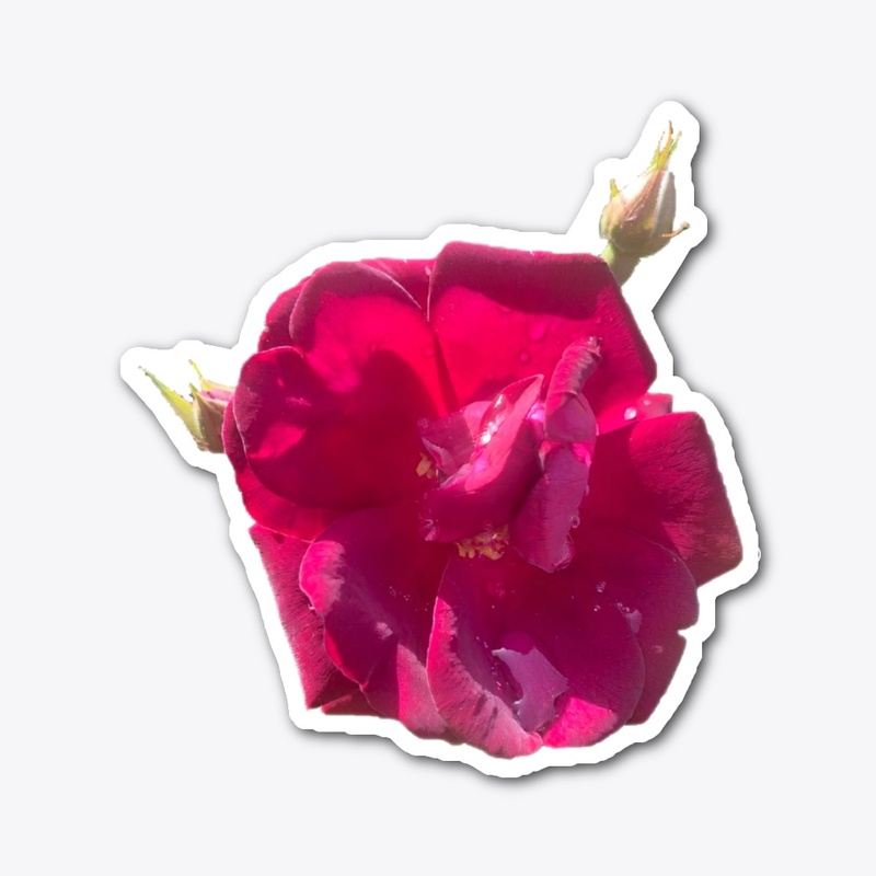 Simply Rose 8