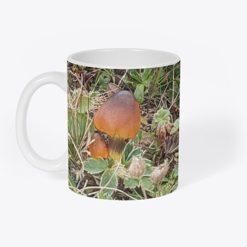 Little mushroom