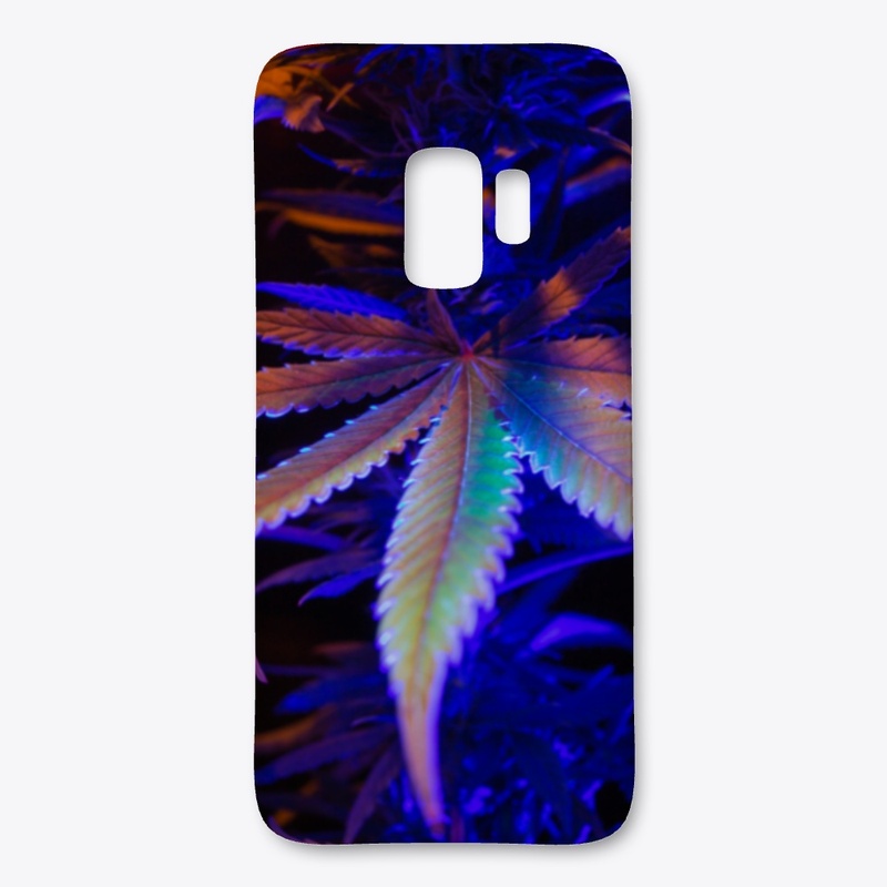 Maui wowie