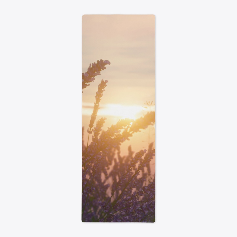 field of lavender flowers and the sun