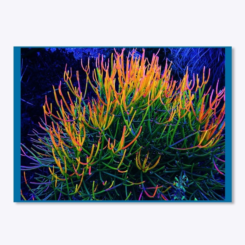 Rainbow Succulent 