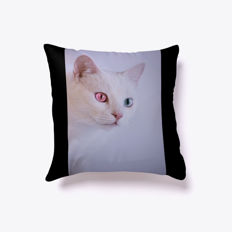 cute two colors eyes cat