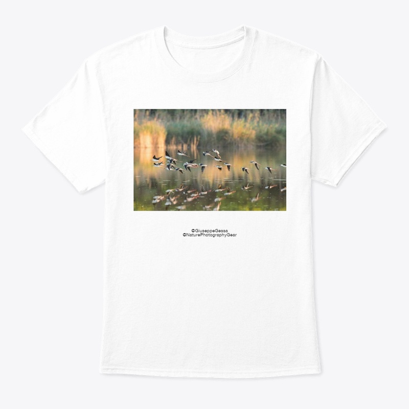 black-winged stilt