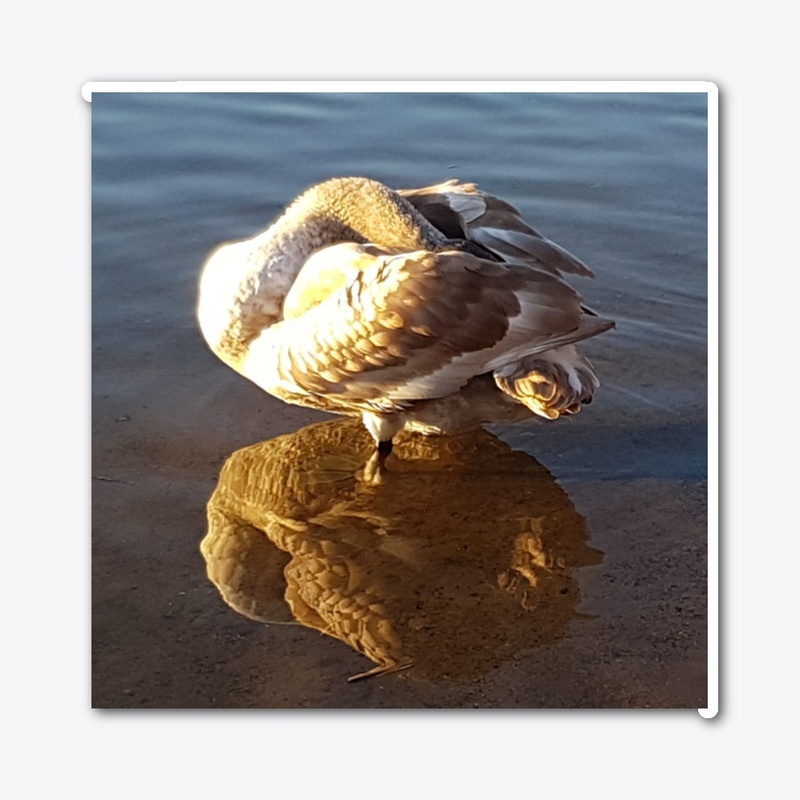 Stockholm Swan 2