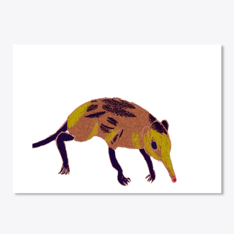 Golden Elephant shrew 