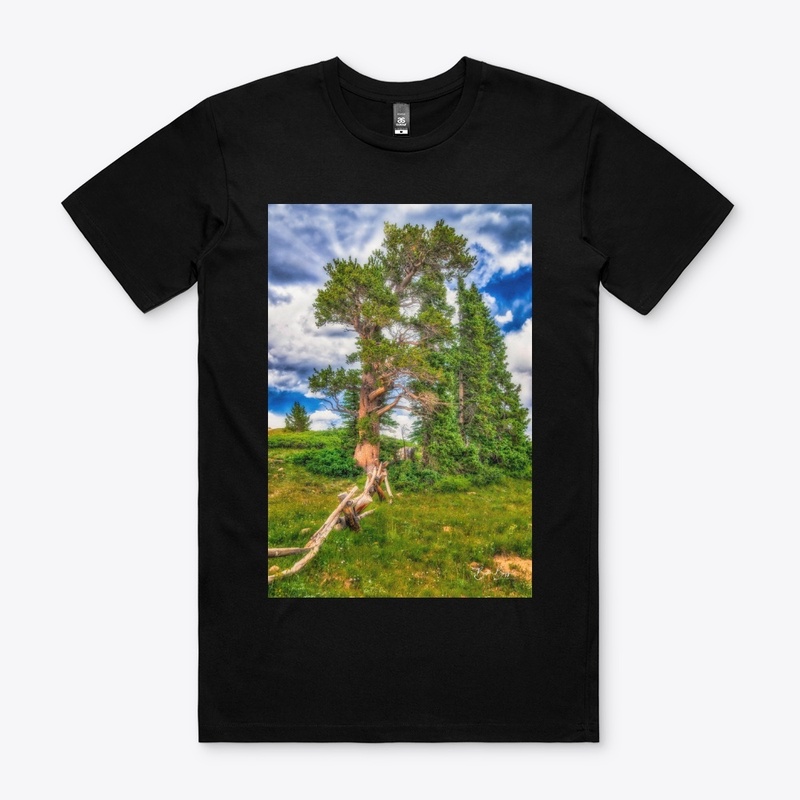 Bristlecone