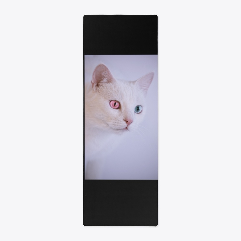 cute two colors eyes cat