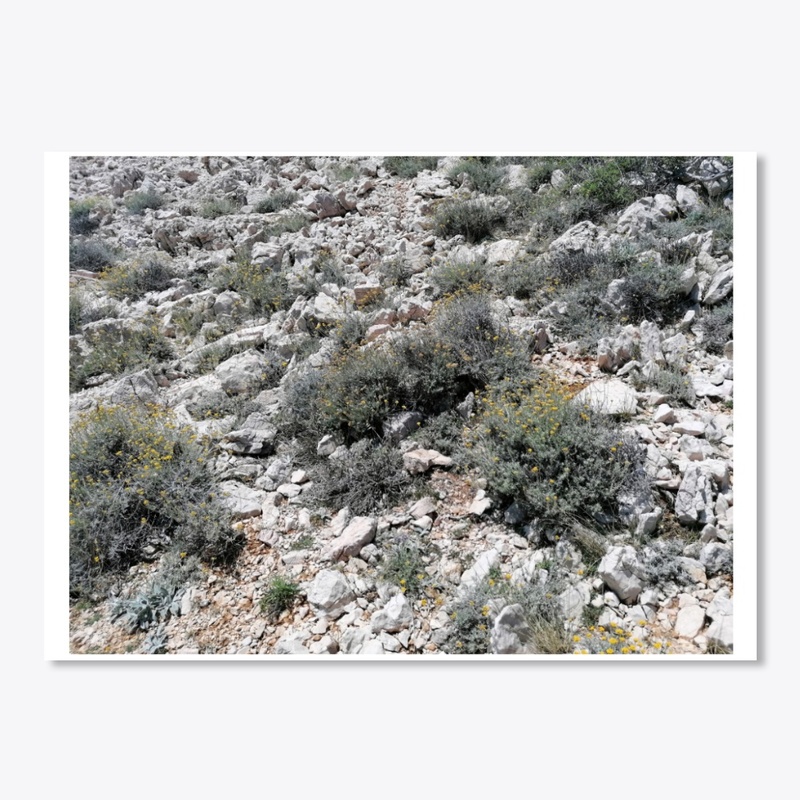 Immortelle