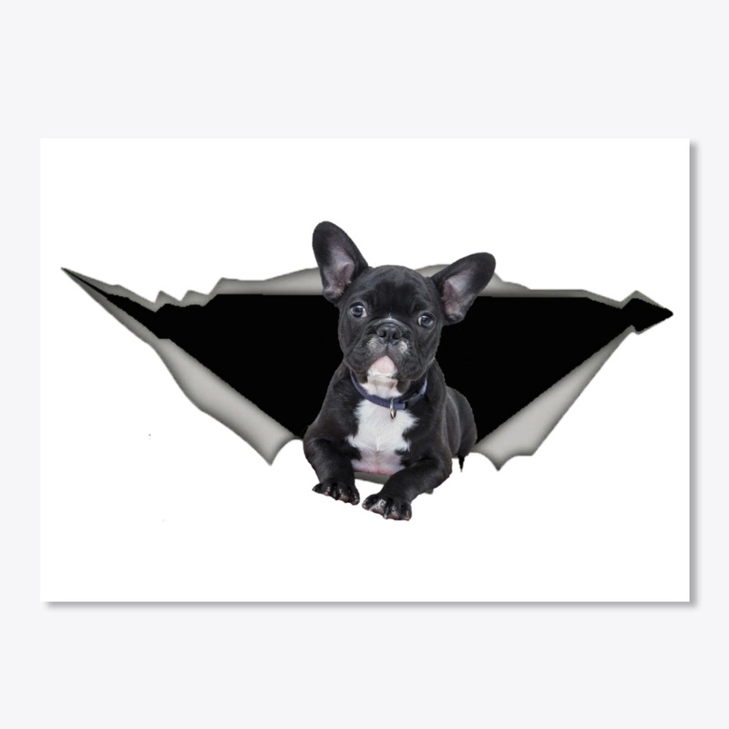 boston terrier