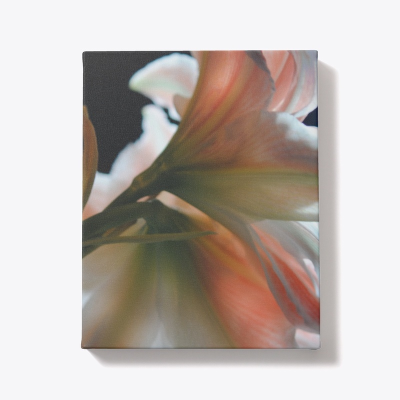 Amaryllis In The Light