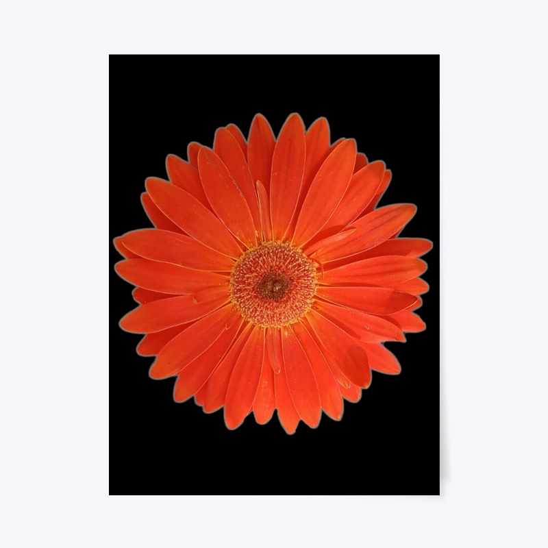 Vibrant Orange Gerbera