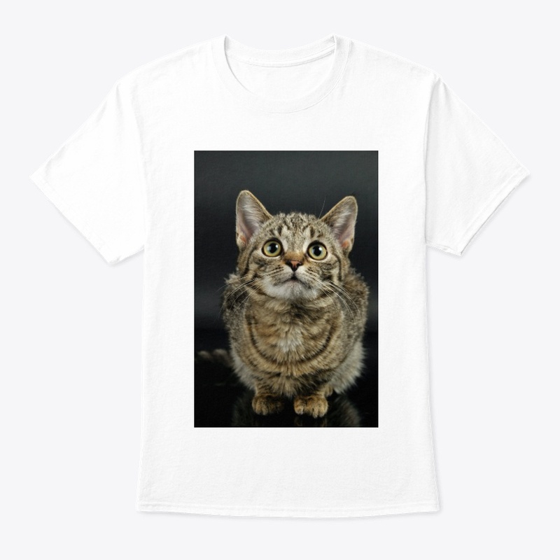 Cute Cat 