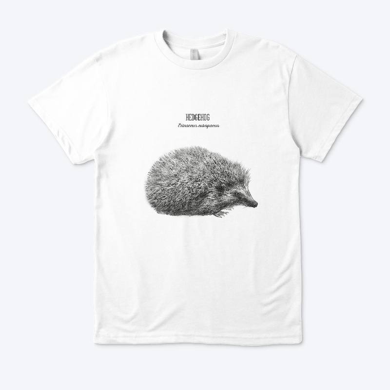 Hedgehog - Erinaceus Europaeus