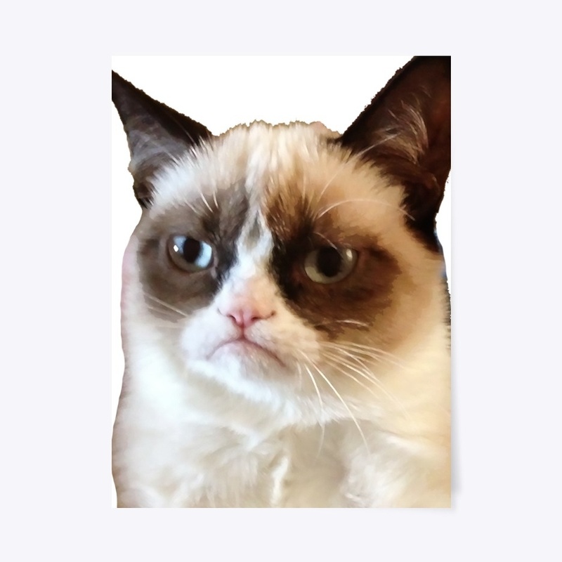 Cat no