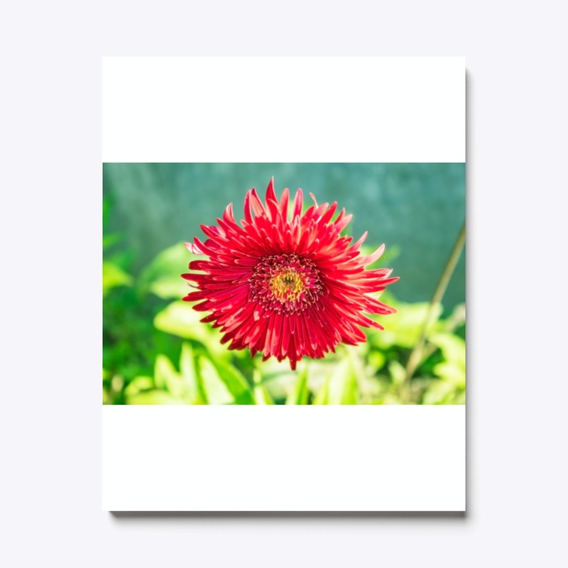 sun flower