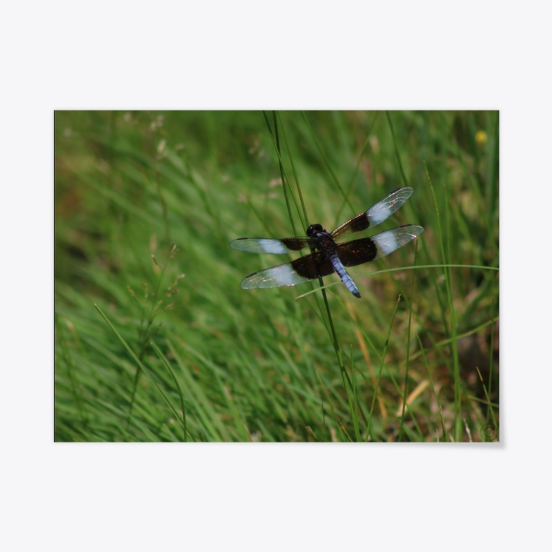 Dragonfly