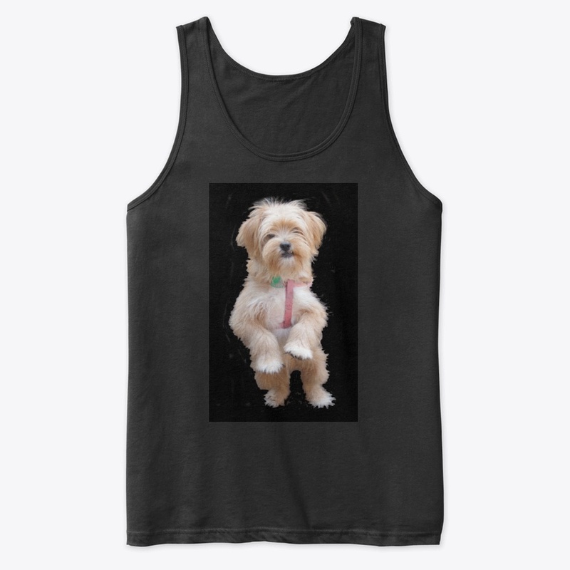 cute yorkie chihuahua puppy