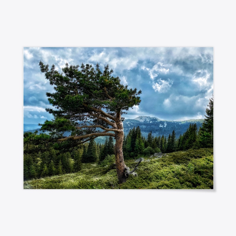 Bulgaria-mountain tree