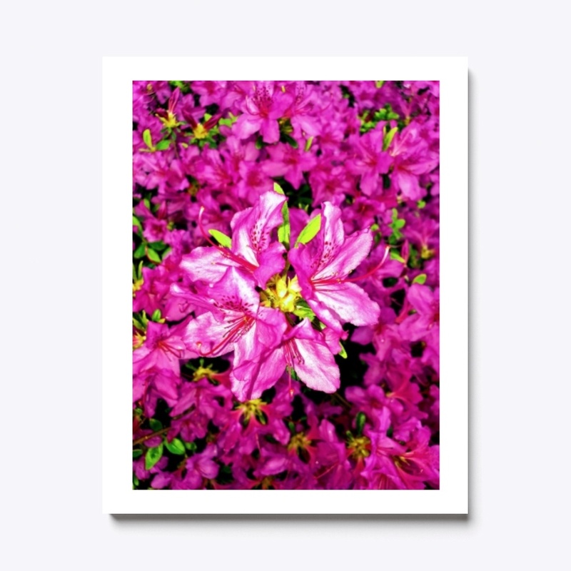 Azaleas at there best