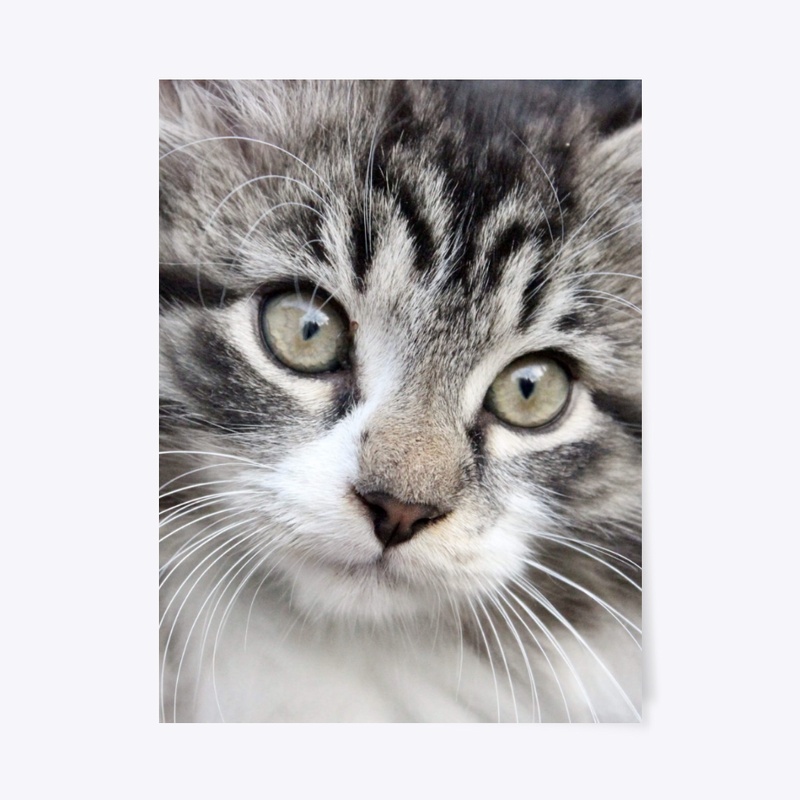 Tiger Cat Eyes