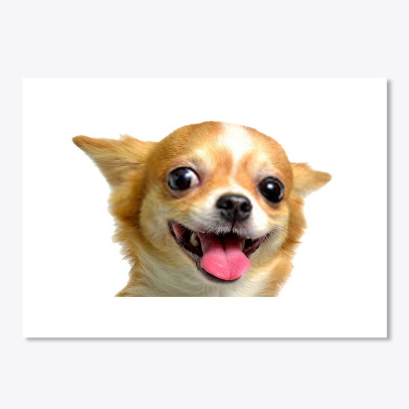 funny chihuahua