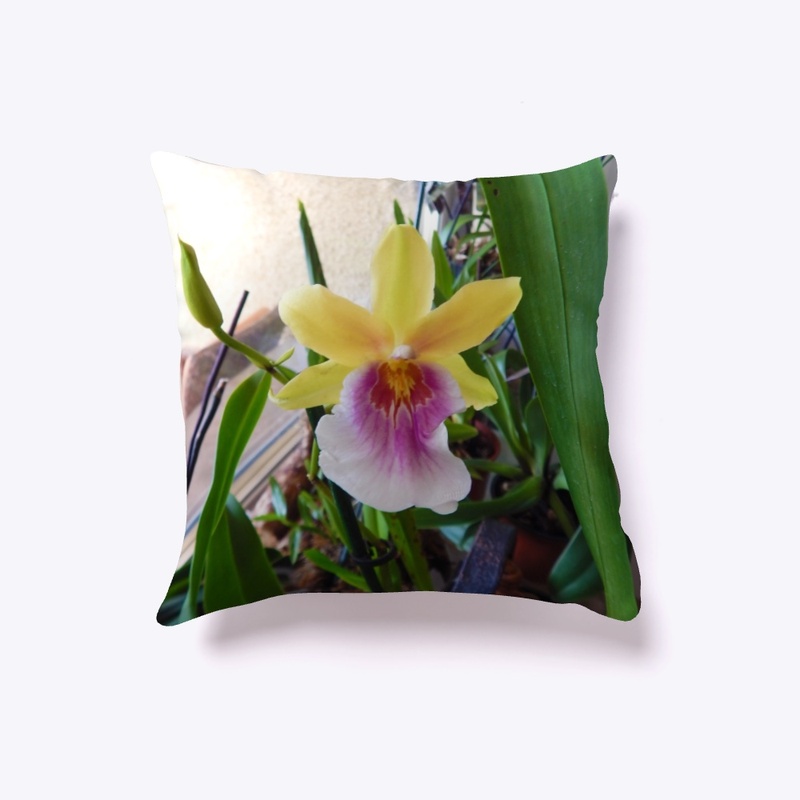 YMiltonia #OrchidLife Collection