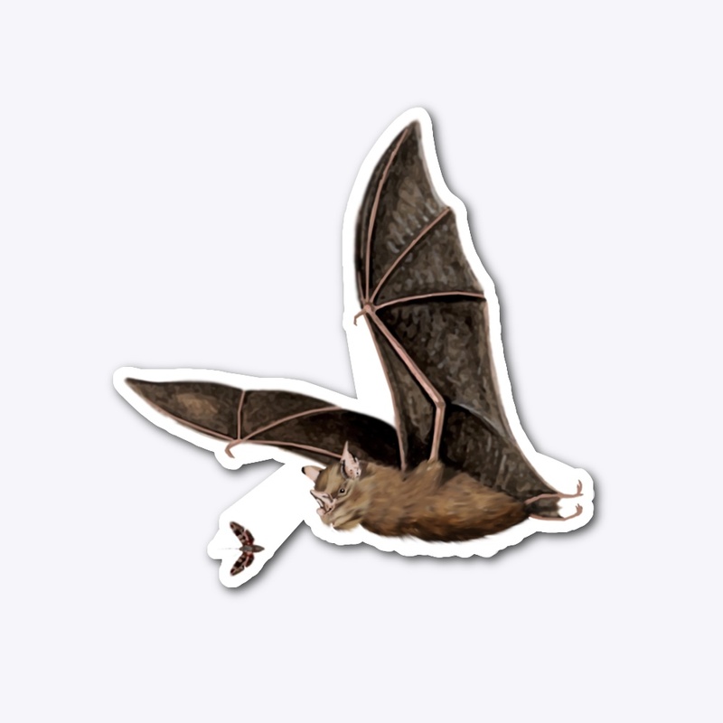 BAT & MOTH
